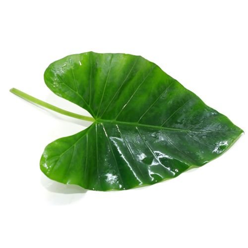 Arbileaves-1.jpg