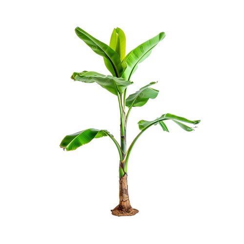 banana_tree_big_500x500_10percent-4.jpg