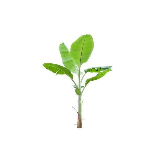 banana_tree_small_500x500_10percent-1.jpg