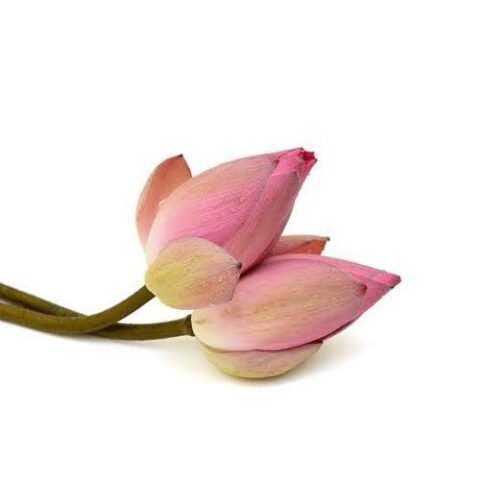 lotus-pink-480x480-1.jpeg