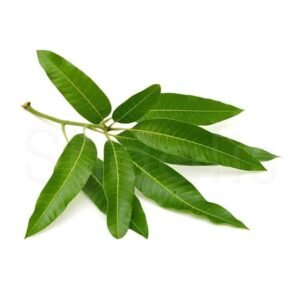mango-leaves-1-300x300-1.jpg