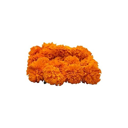 marigold_orange_500x500.jpg