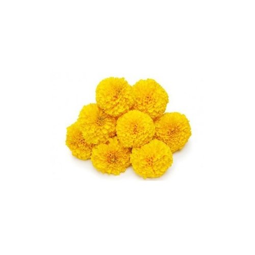 marigold_yellow_500x500.jpg
