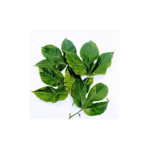 passion_fruit_leaves_500x500.jpg