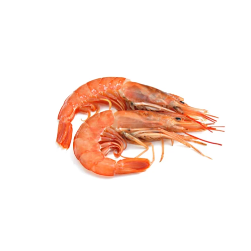 red-tigers-shrimp.png