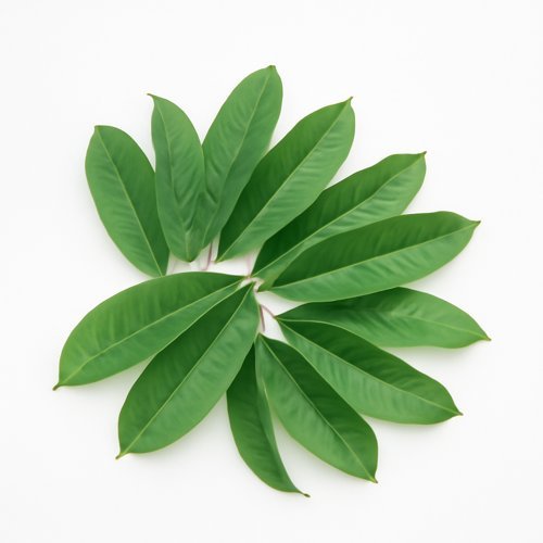 resized_guava_leaves_centered.jpg