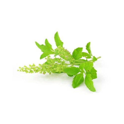 thulasi_leaves_500x500_10percent-1.jpg